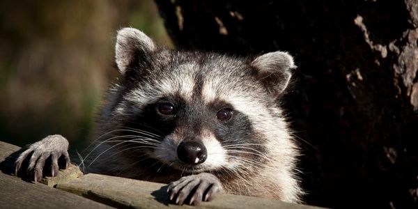 raccoons can be very dangerous. They can also destroy your home insulation and cost thousands.  