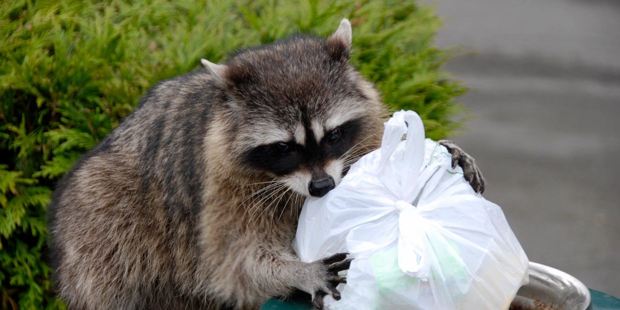 Raccoon, wildlife removal, pest control houston, exclusion 