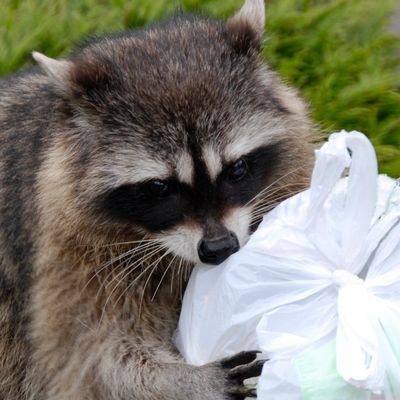 Haddam CT raccoon removal, Raccoon trapper Haddam CT