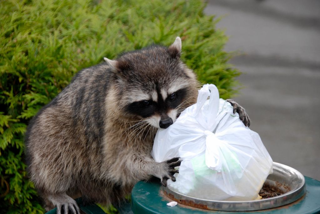 Raccoon rummaging through a trash bag.
