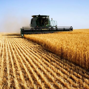 Combine Cutting Wheat