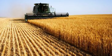 Combine harvester working on wheat field.