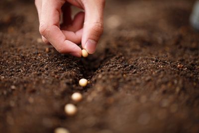 hand sowing seeds in the soil