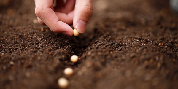 a hand is sowing seeds for planting.