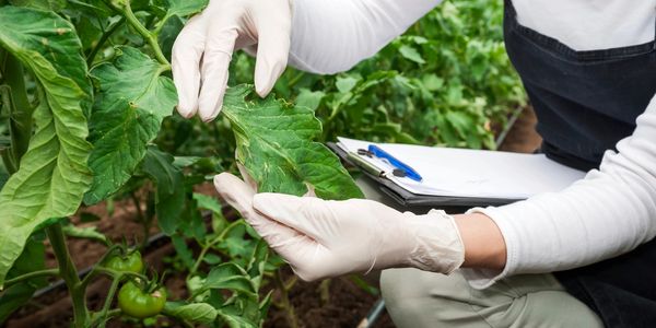 an inspector or auditor looking at the tomato plant, with a clipboard
