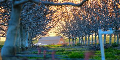Sunset glowing through a row of leafless orchard trees with a barn in the background.