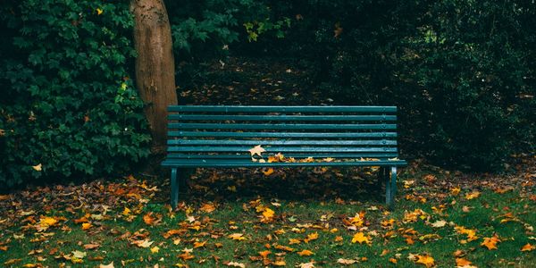 McCabe Park Bench, volunteer for Friends of McCabe Park