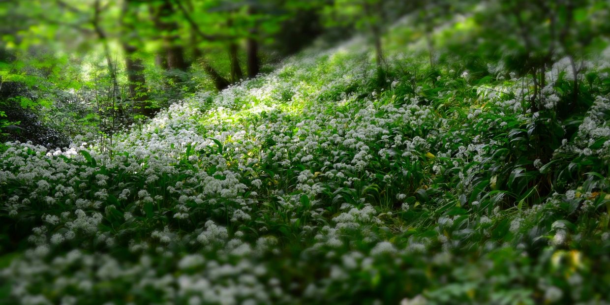 Sunlight illuminates a lush forest floor covered with white wildflowers and green foliage.