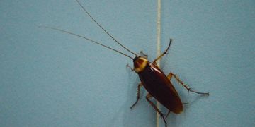 JP Pest Control, bugs, cockroach, Mackay, Cleaning Services