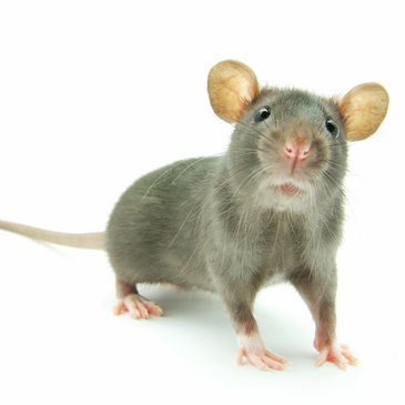 Home page house mouse