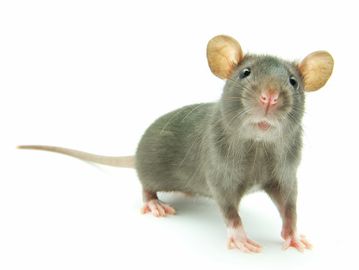 Close up shot of a rat with a white background