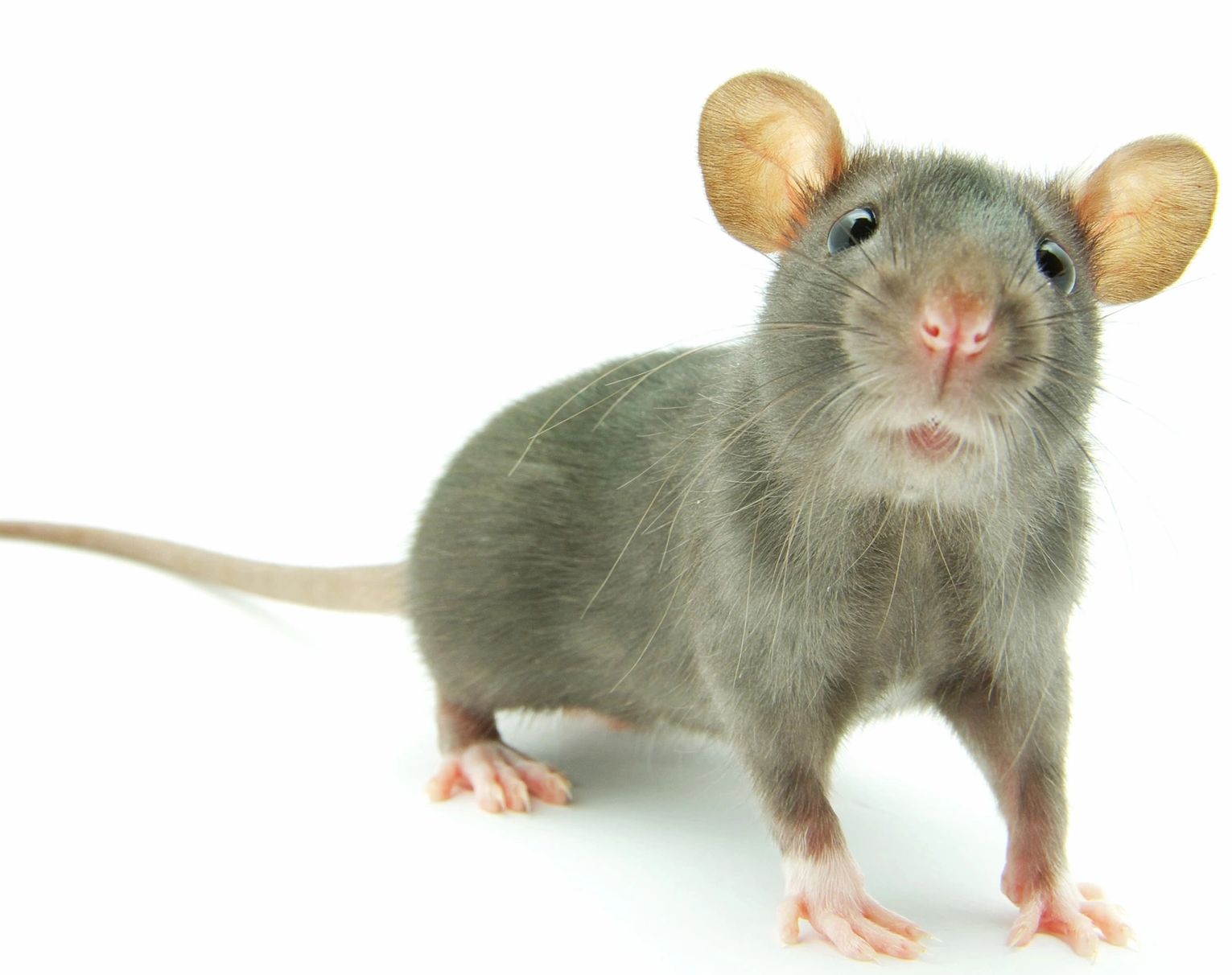 Close-up of a curious gray rat on a white background.