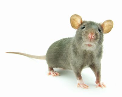 This rodent is a mouse