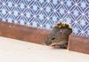 Rodent Extermination and Prevention