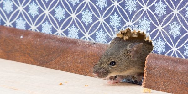 Rat & Mice Control Fife, Dunfermline, Kirkcaldy, Glenrothes, Leven & Cupar.
Fife Council Trusted Pest Control
Pest Control Dunfermline
Wasp Nest Removal Fife
