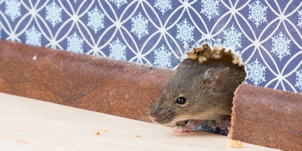 Mice chewing hole in wall