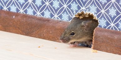 Image of Rodent Peeking out of Interior Wall