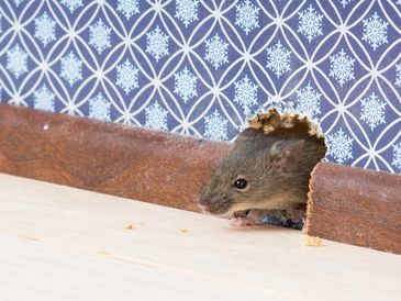 Green Envy Pest Control Specialists offers commercial and residential rodent control solutions.