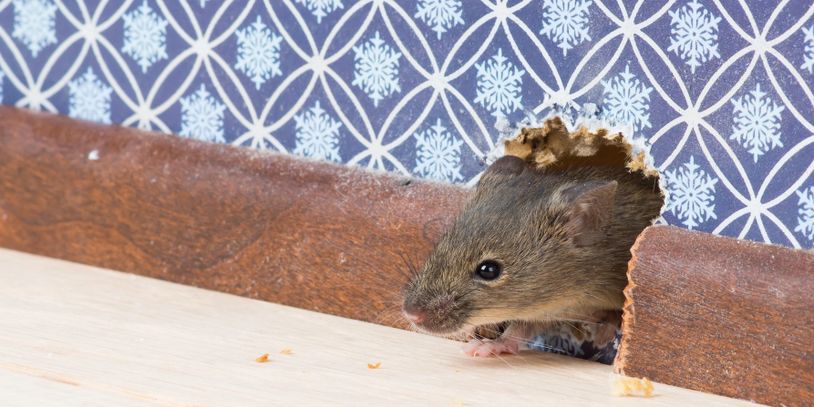 Secrets of the pros: How do exterminators get rid of mice? - Alexandria  Times