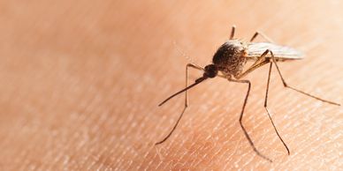 mosquito on human hand