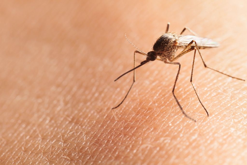 Close-up of a mosquito on human skin.