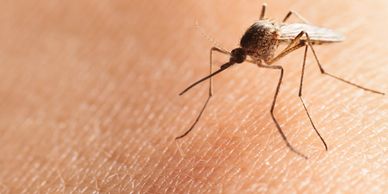 Mosquito- Sabías que son las hembras las se alimentan fundamentalmente de sangre?