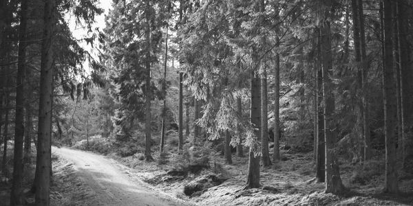 A winding path through a dense forest with sunlight filtering through the trees.