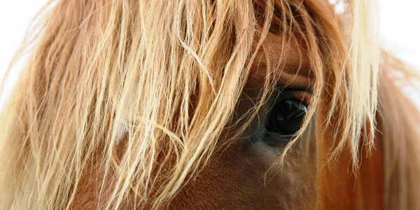 Horses have finely tuned senses and can read our body language