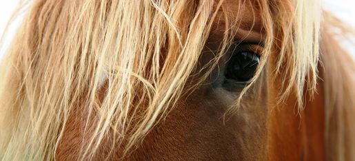 tampa yacht club horseback riding