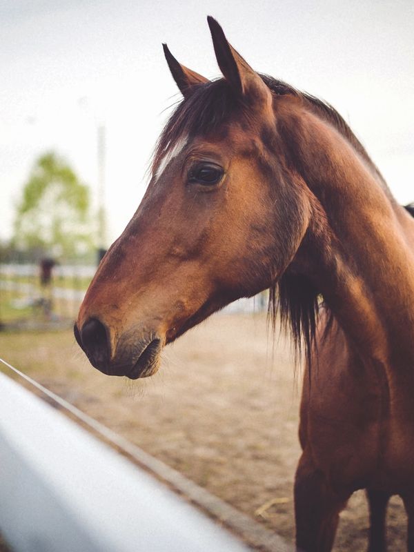 Horse therapy life coach ptsd treatment complex trauma counselor therapist feeling stuck equine