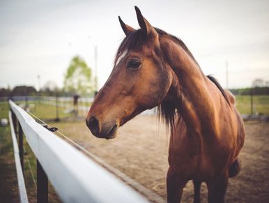 Horse standing near a fence participating in an animal communication session. Near Cole Harbour, NS