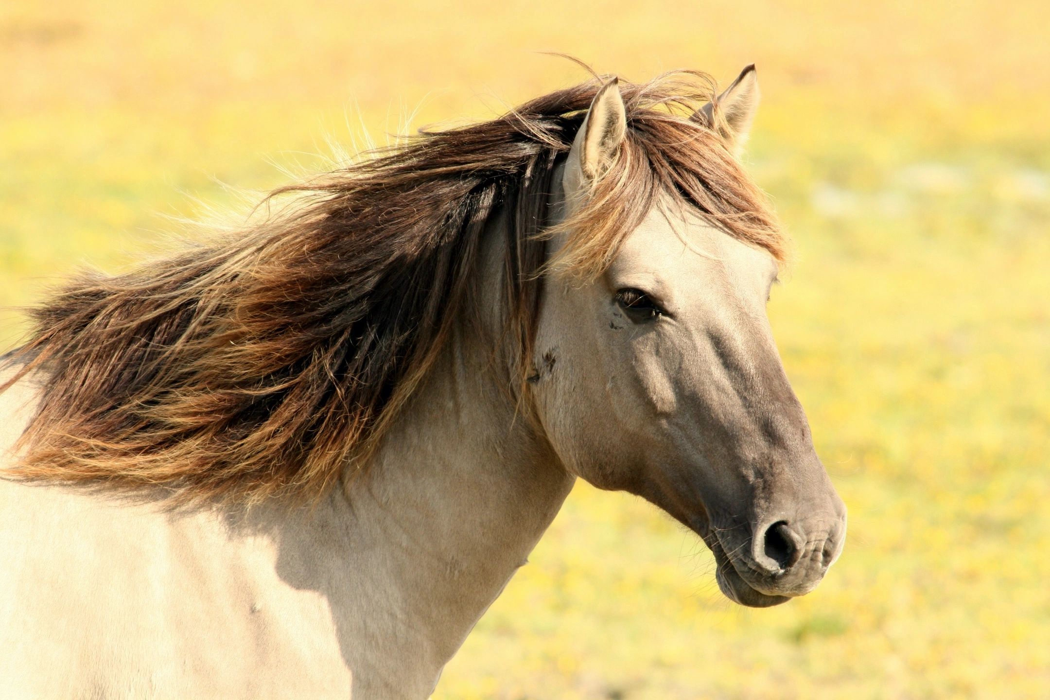 Saving Horses, Inc.