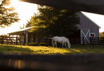 Horse Barn Builder, Indoor Horsebackriding Arena 