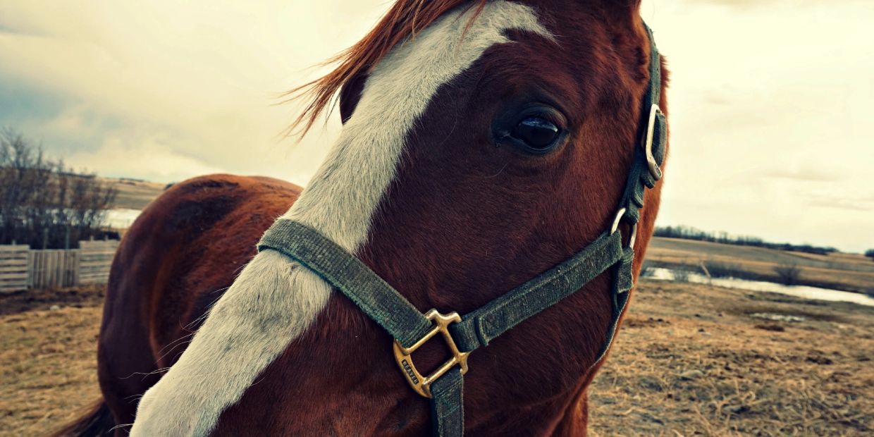 Close-up of a brown horse with a white stripe on its face and a green halter.
