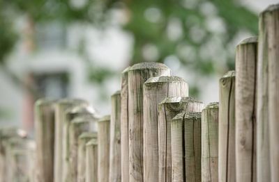 Close-up of weathered wooden fence posts in a row.