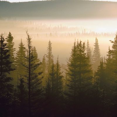 Misty forest landscape with tall evergreen trees.