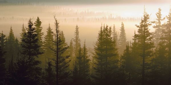 Evergreen trees
Pine trees
Niobrara River