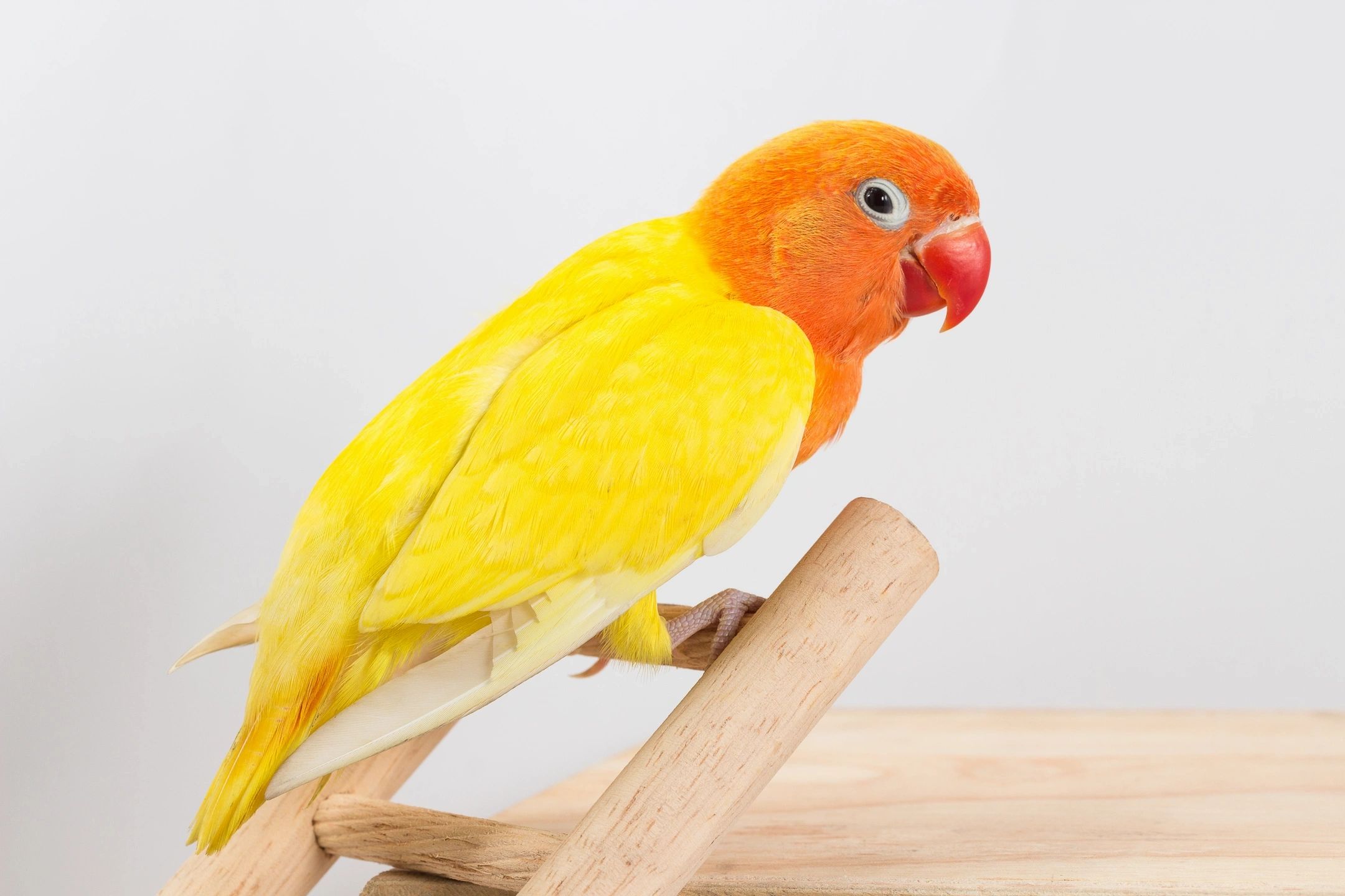 Wholesale discount bird distributors