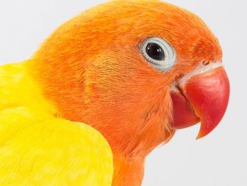 Close-up of a vibrant orange and yellow parrot head with a red beak.