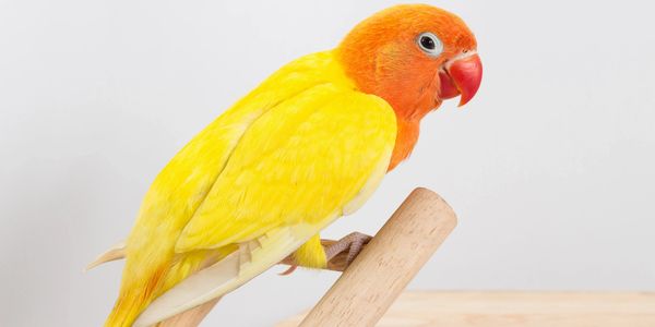 We have bird supplies for your feathered friends.