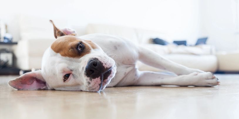 A dog lying on the floor looking relaxed indoors.
