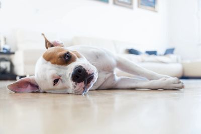 Dog sleeping on the floor drooling