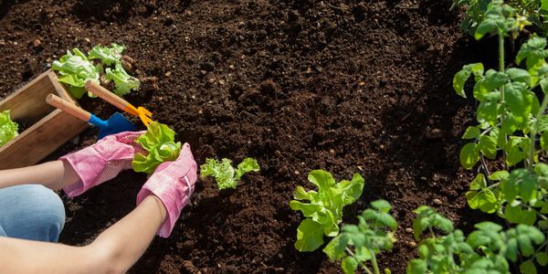 Planting the vegetables 