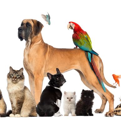 A diverse group of pets including dogs, cats, birds, a ferret, a tortoise, and a snail.
