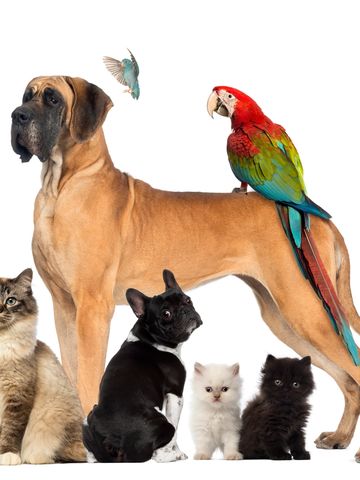 A dog surrounded by cats, with a parrot and a hummingbird nearby.