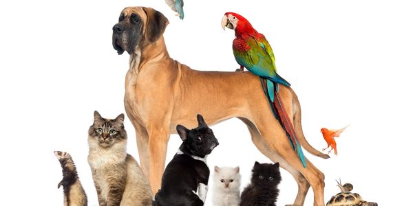 Vários animais domésticos juntos.