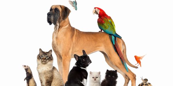 Mascotas, perros, gatos, aves y reptiles