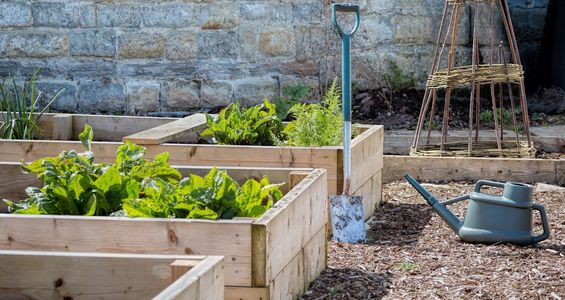 Wooden raised garden beds with green plants, a shovel, and a watering can.