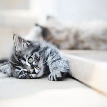 Kitten stretching