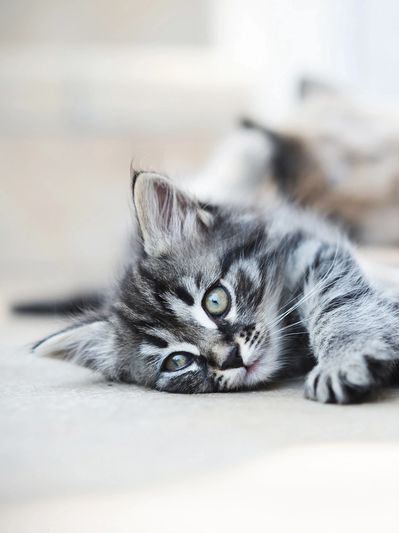 A cat in training to be a Service animal. Letters in Denver